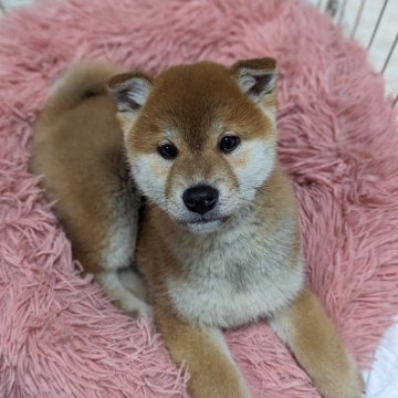 柴犬(標準サイズ)【神奈川県・男の子・2023年12月5日・赤】の写真「かなりのイケメン♥」