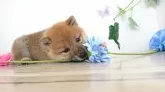 柴犬(標準サイズ)【神奈川県・男の子・2019年5月1日・赤】の写真1
