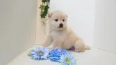 柴犬(標準サイズ)【神奈川県・男の子・2019年11月30日・白】の写真2