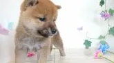 柴犬(標準サイズ)【神奈川県・男の子・2019年5月1日・赤】の写真2