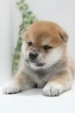 柴犬(標準サイズ)【神奈川県・女の子・2023年11月17日・赤】の写真3「12/15撮影 生後28日」