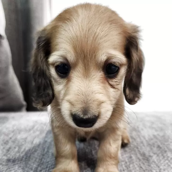 ミニチュアダックスフンド(ロング)【岡山県・男の子・2025年9月24日・イエロー】の写真1