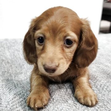 ミニチュアダックスフンド(ロング)【岡山県・女の子・2025年9月24日・ゴールド】の写真「とってもきれいな女の子です」