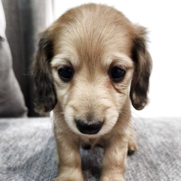 ミニチュアダックスフンド(ロング)【岡山県・男の子・2025年9月24日・イエロー】の写真「とってもチャーミングな男の子です」