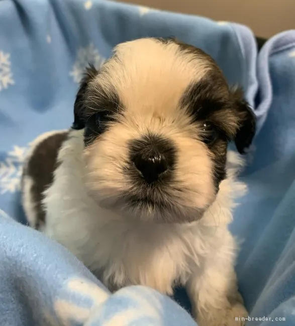 ID：2106-00129の子犬