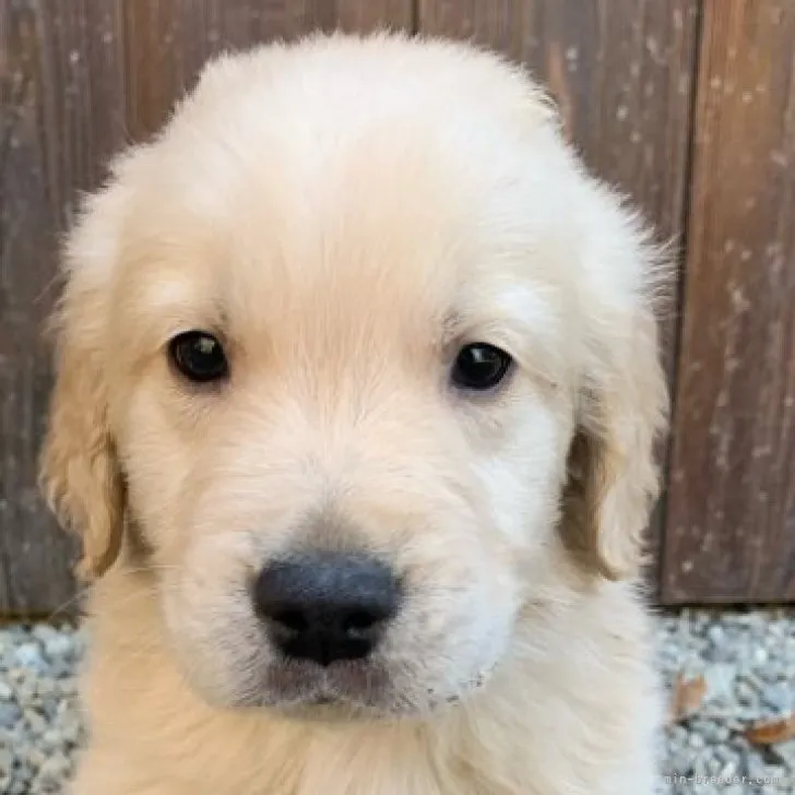 ID:2301-02214の子犬