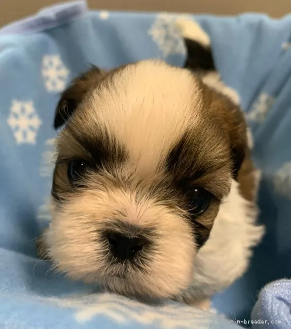 ID：2106-00128の子犬