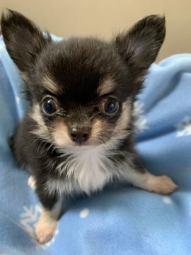 チワワ(ロング)【岡山県・男の子・2021年8月4日・ブラック&タン】の写真「とってもきれいな男の子」