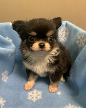 チワワ(ロング)【岡山県・男の子・2021年4月20日・ブラック&タン】の写真「やんちゃで優しい男の子」