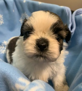 シーズー【岡山県・男の子・2021年4月28日・ホワイト&ゴールド】の写真「とっても可愛い男の子」
