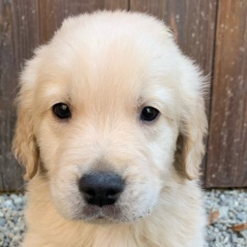 ゴールデンレトリバー【岡山県・男の子・2022年11月23日・クリーム】の写真「とても可愛い男の子💕」