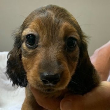 ミニチュアダックスフンド(ロング)【岡山県・女の子・2023年5月3日・レッド】の写真「とても可愛い女の子」