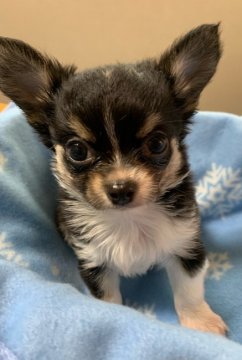 チワワ(ロング)【岡山県・男の子・2021年8月4日・ブラック&タン】の写真「とても優しい男の子」