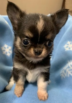 チワワ(ロング)【岡山県・男の子・2021年8月4日・ブラック&タン】の写真「小さくて可愛い男の子」