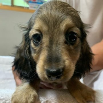 ミニチュアダックスフンド(ロング)【岡山県・女の子・2023年5月3日・レッド】の写真「とってもキュートな女の子💕」