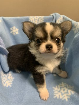 チワワ(ロング)【岡山県・男の子・2021年4月20日・ブラック&タン】の写真「とってもハンサムな男の子」