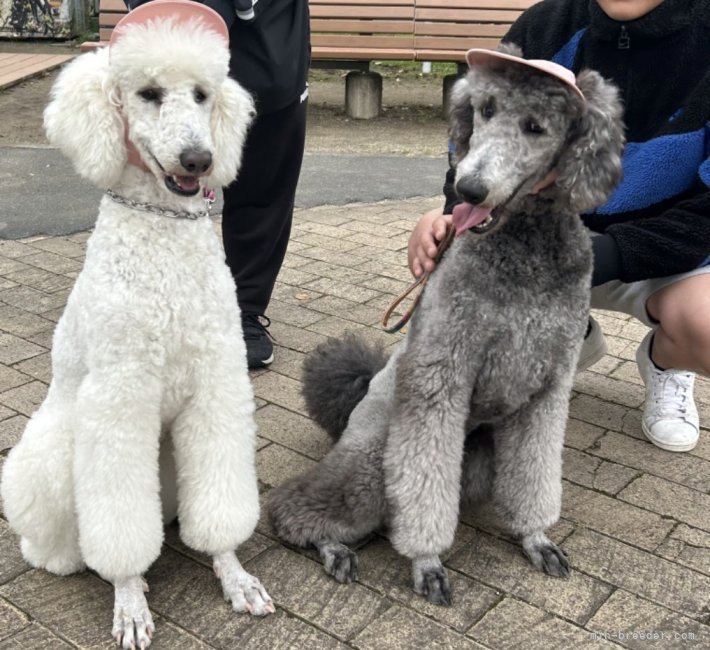 大海　友美(だいかい　ともみ)ブリーダー(大分県・トイプードルなど・JKC登録)の紹介写真3