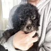 スタンダードプードル