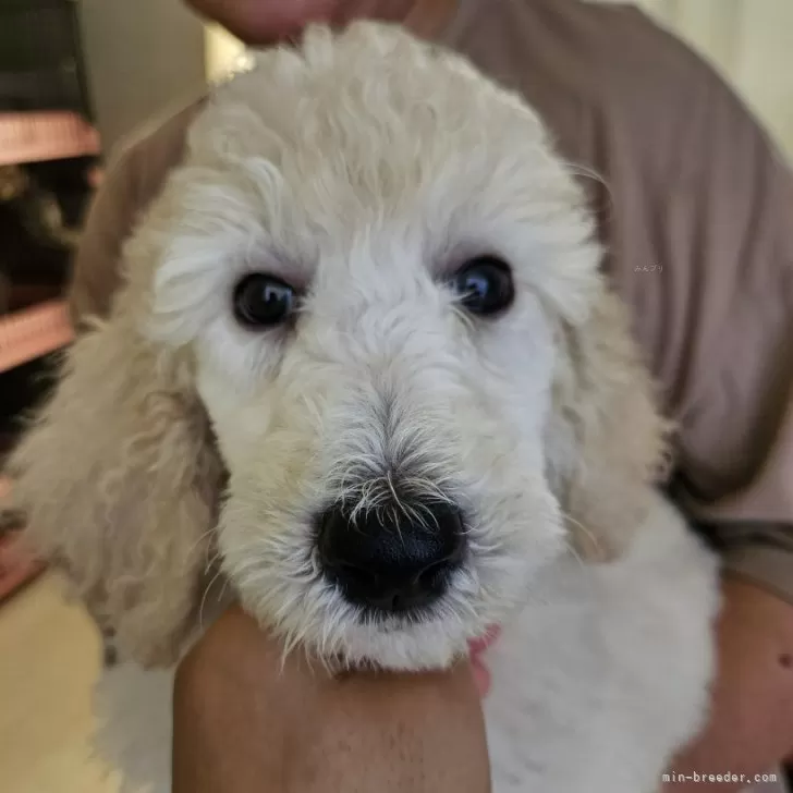 ID：2407-06530の子犬