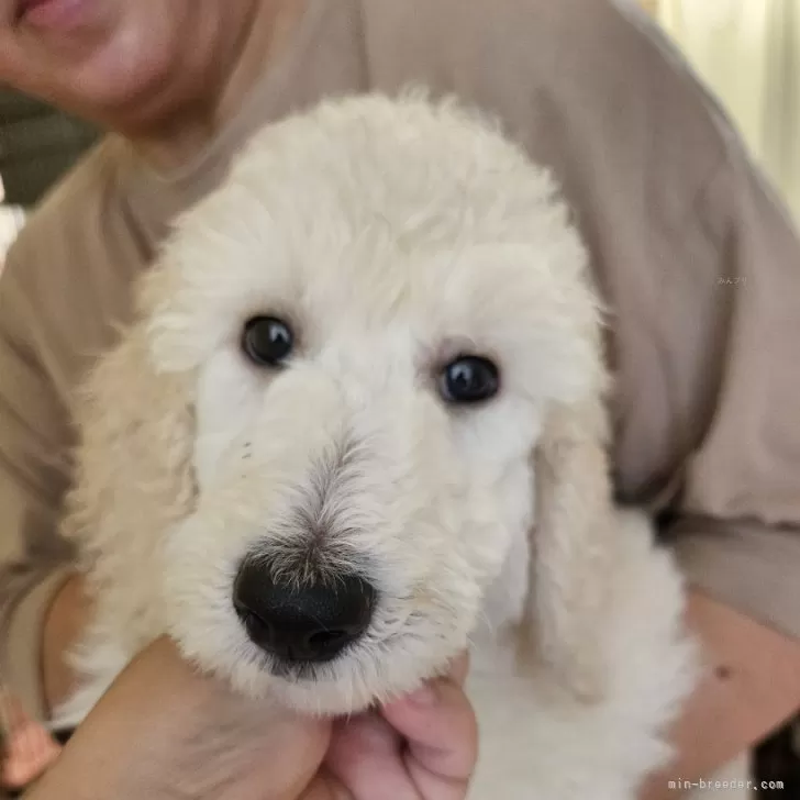 ID：2407-06532の子犬