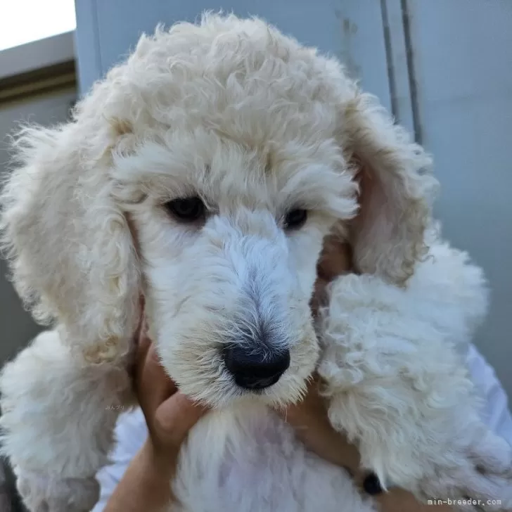 ID：2407-06521の子犬