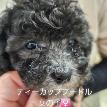 トイプードル(ティーカップ)【大分県・女の子・2024年7月3日・シルバー】の写真「小さくても、元気いっぱい～☺」