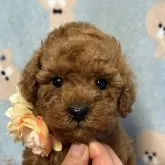 トイプードル(トイ)【大分県・男の子・2022年12月29日・レッド】の写真1「僕可愛いでしょー❗」