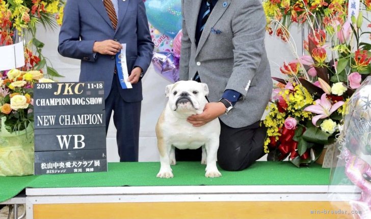 高口　文子(こうぐち　ふみこ)ブリーダー(福岡県・ブルドッグ・JKC登録)の紹介写真1