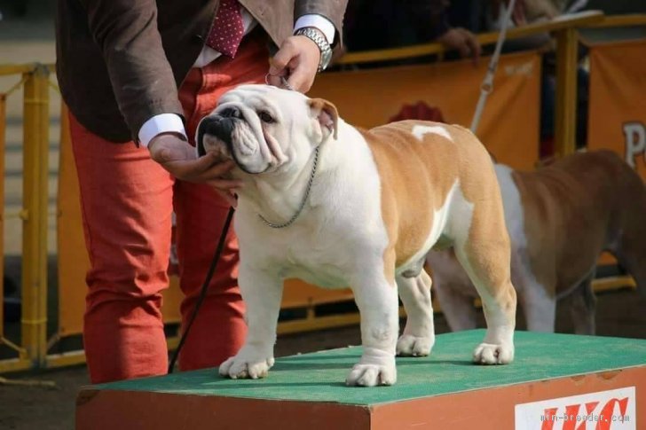 高口　文子(こうぐち　ふみこ)ブリーダー(福岡県・ブルドッグ・JKC登録)の紹介写真2
