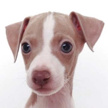 イタリアングレーハウンド【富山県・男の子・2025年4月21日・フォーン&ホワイト】の写真「小さいけど元気いっぱい男の子」