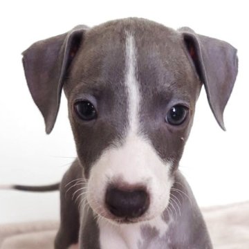 イタリアングレーハウンド【富山県・男の子・2025年4月21日・ブルー&ホワイト】の写真「首にほくろがあります」