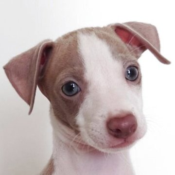 イタリアングレーハウンド【富山県・女の子・2025年4月21日・フォーン&ホワイト】の写真「顔の白毛がチャームポイント」