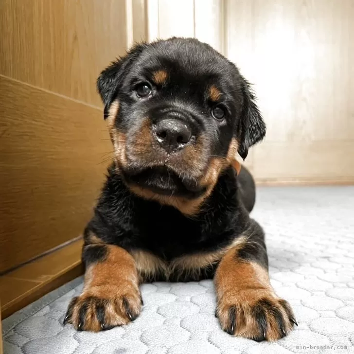 ID：2505-07874の子犬