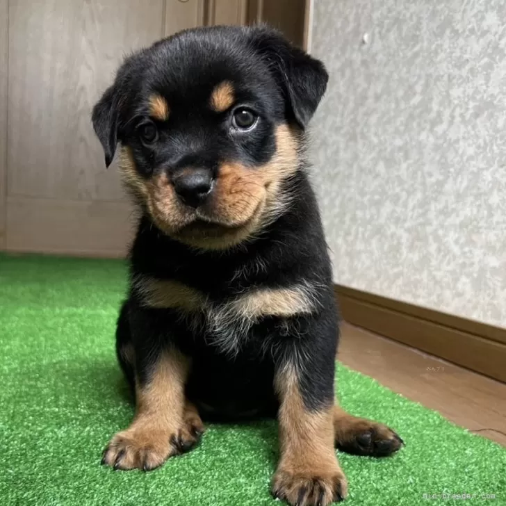 ID:2501-01655の子犬