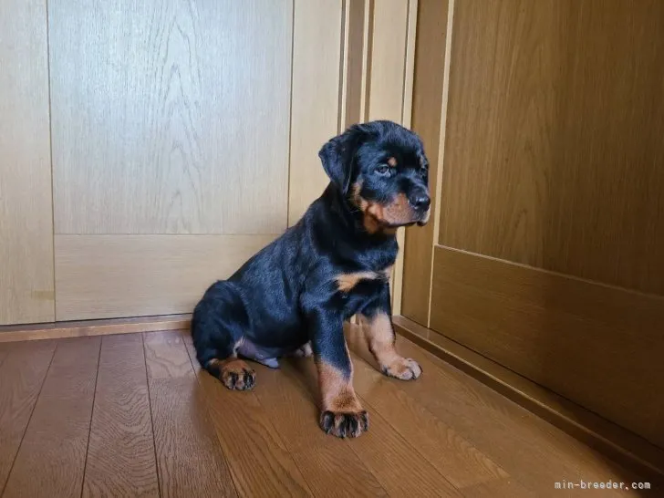 ID：2207-02086の子犬
