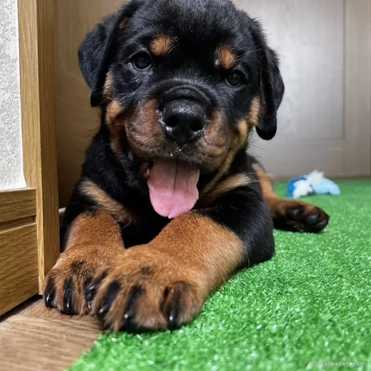 ID:2407-05881の子犬