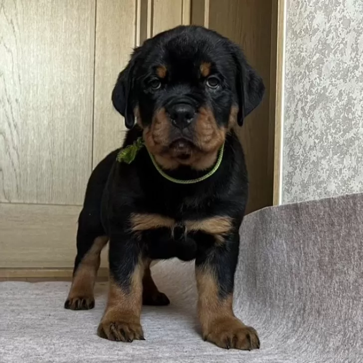 ID：2401-06584の子犬