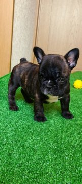 フレンチブルドッグ【大阪府・女の子・2020年8月15日・タイガーブリンドル】の写真「★小ぶりの可愛い女の子★」