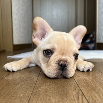 フレンチブルドッグ【大阪府・男の子・2022年12月28日・クリーム】の写真「★おっとりさんの男の子★」