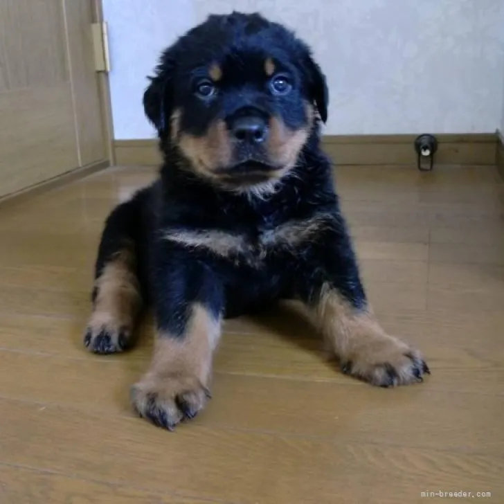 ID：2206-03279の子犬
