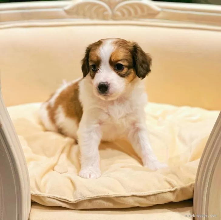 ID：2411-02625の子犬