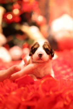 コーイケルホンディエ【長野県・女の子・2025年11月14日・レッドホワイト】の写真「欧州チャンピオン家系☆軽井沢産まれのプリンセス♡」