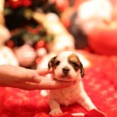 コーイケルホンディエ