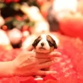 コーイケルホンディエ