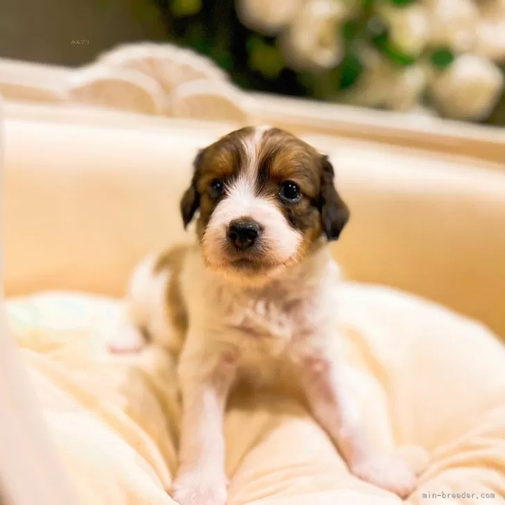 ID：2404-03173の子犬