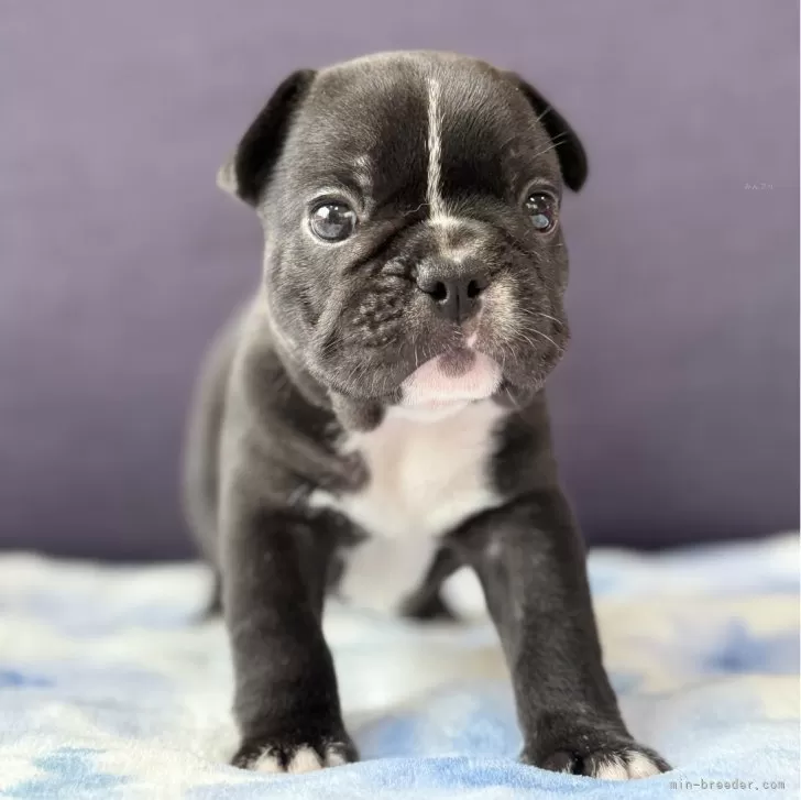 ID:2507-04278の子犬