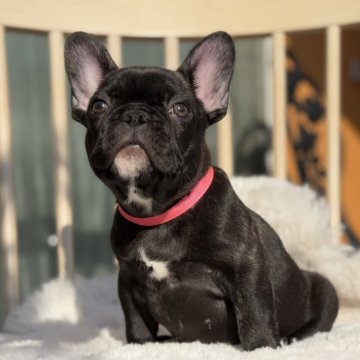 フレンチブルドッグ【群馬県・女の子・2024年8月27日・ブリンドル】の写真「ブリンドル女の子」