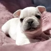 フレンチブルドッグ【群馬県・男の子・2026年3月7日・クリーム】の写真2
