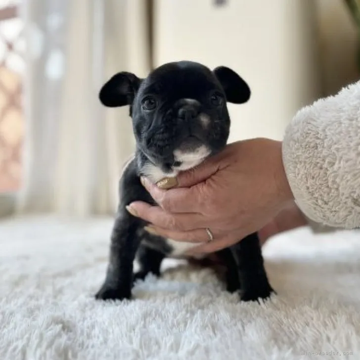 ID：2302-02349の子犬