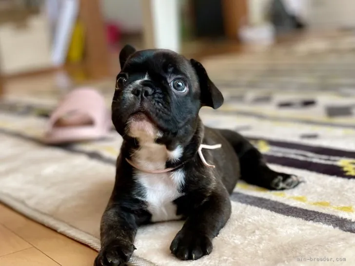 COCORO 様のお迎えした子犬